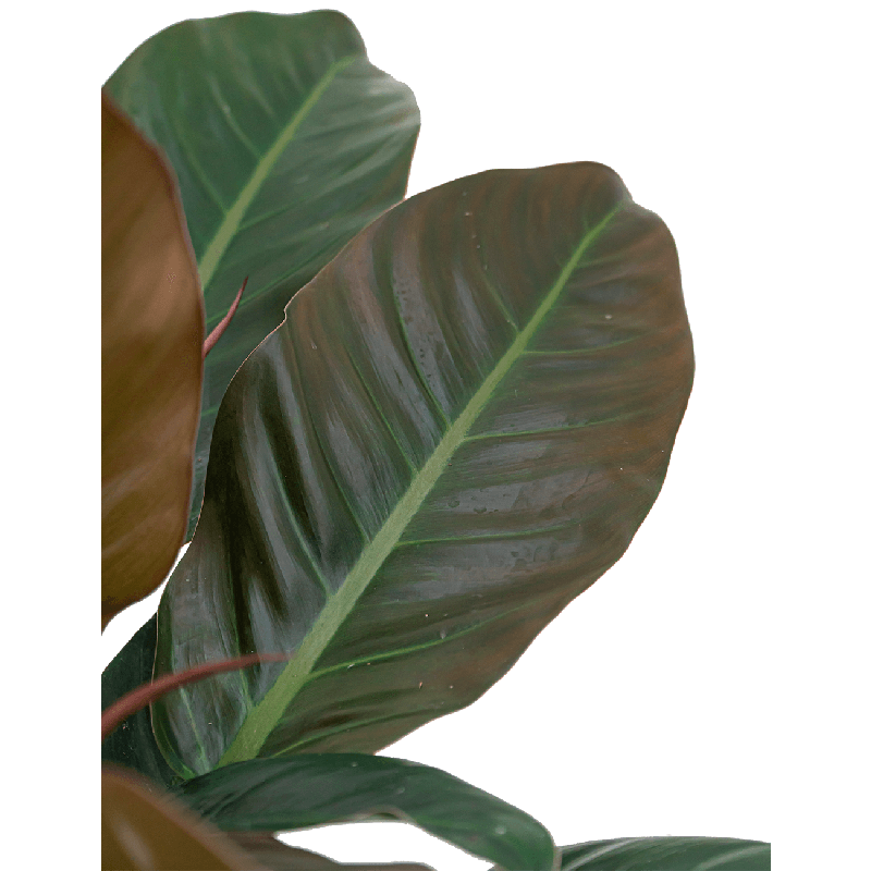 Philodendron Imperial Red hydrocultuur in Runner rond zwart