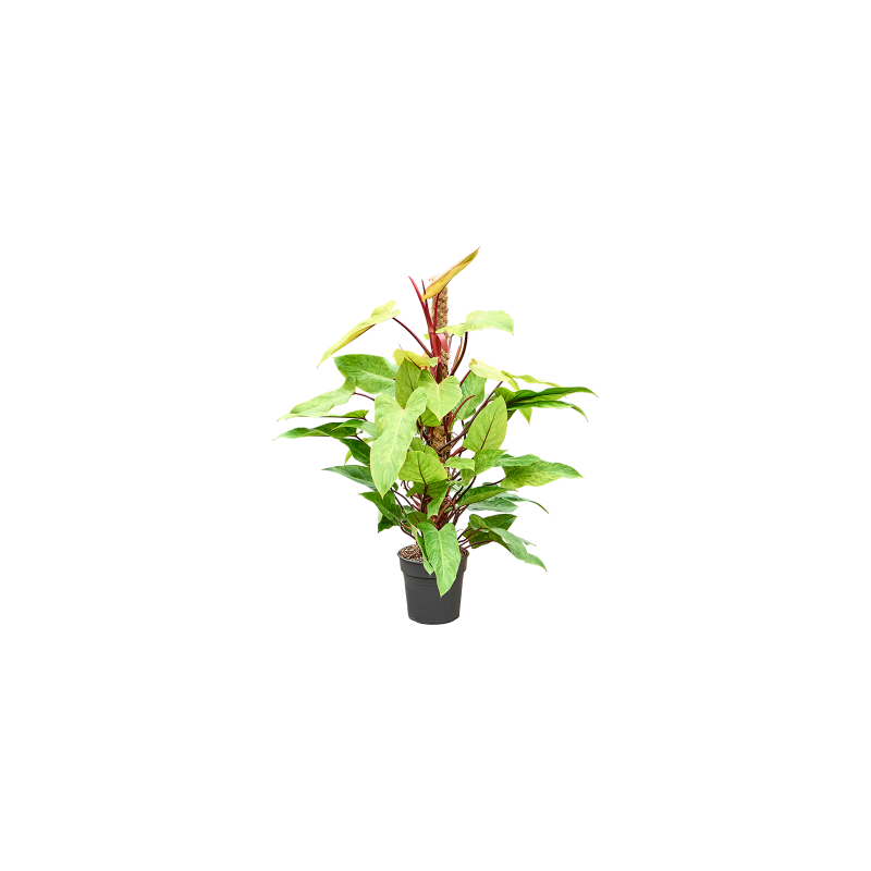 Philodendron Painted Lady mosstok