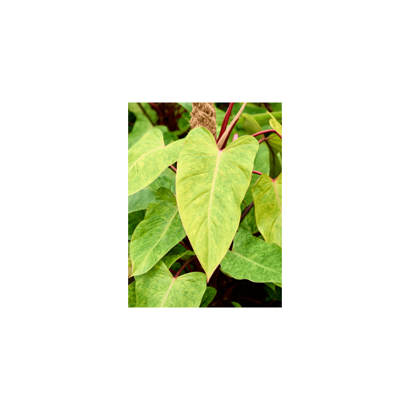 Philodendron Painted Lady mosstok