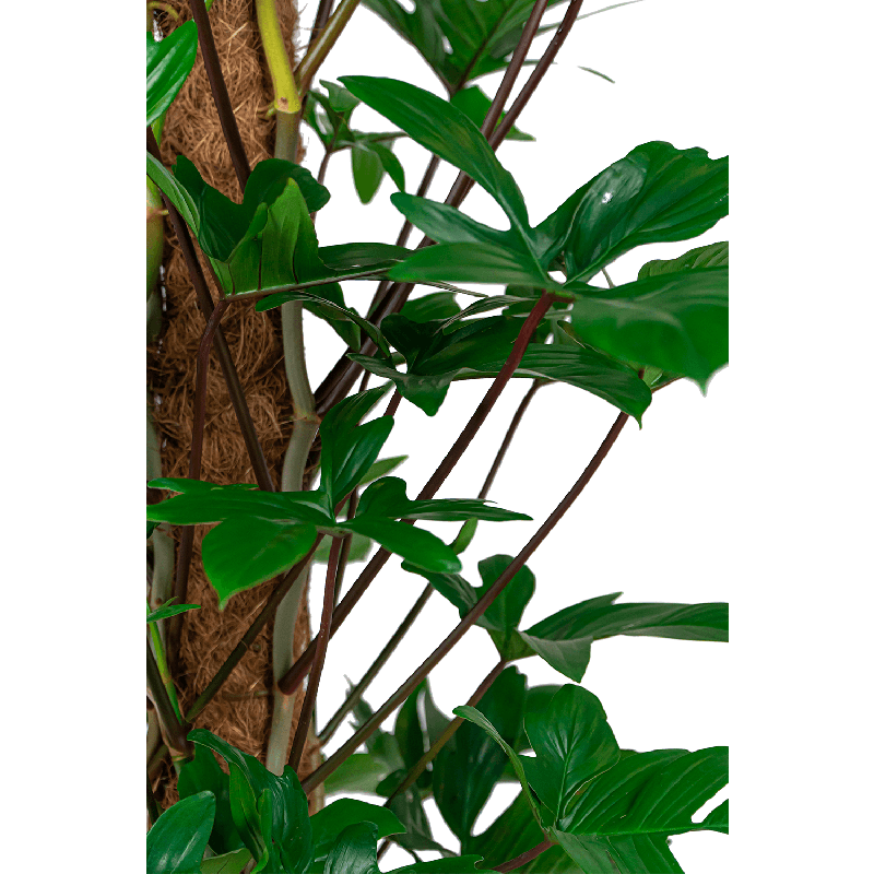 Philodendron Pedatum in Pure Soft hoog antraciet