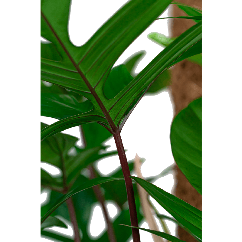 Philodendron Pedatum in Pure Soft hoog antraciet