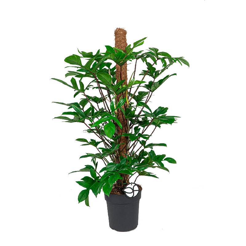 Philodendron pedatum
