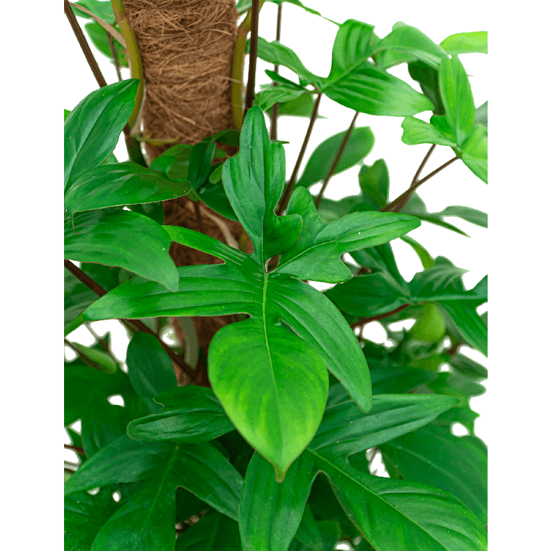 Philodendron pedatum