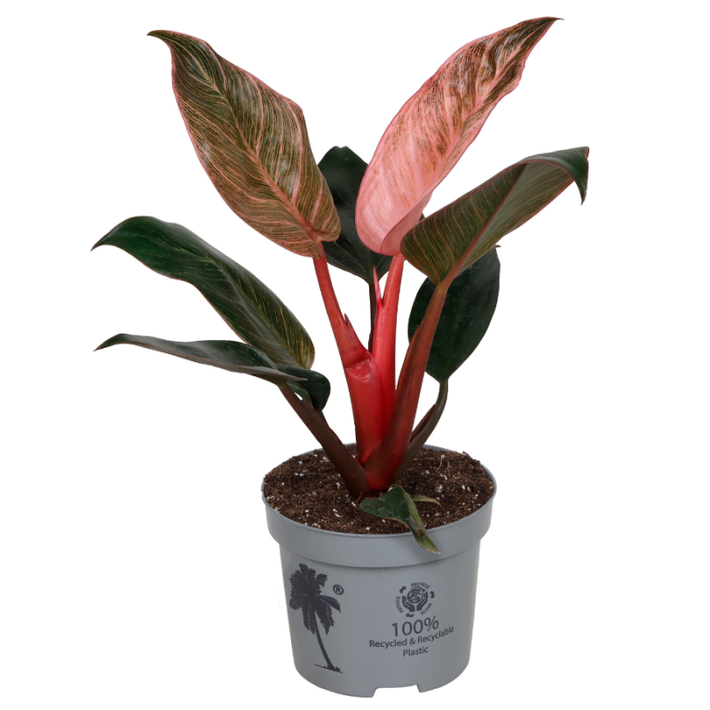Philodendron Pink Bikini
