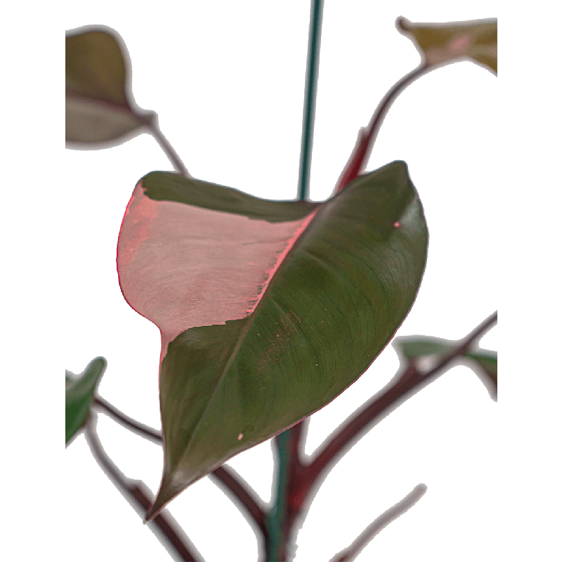 mesembryanthemum plants Heartleaf Ice Plant Cuttings 18" Long