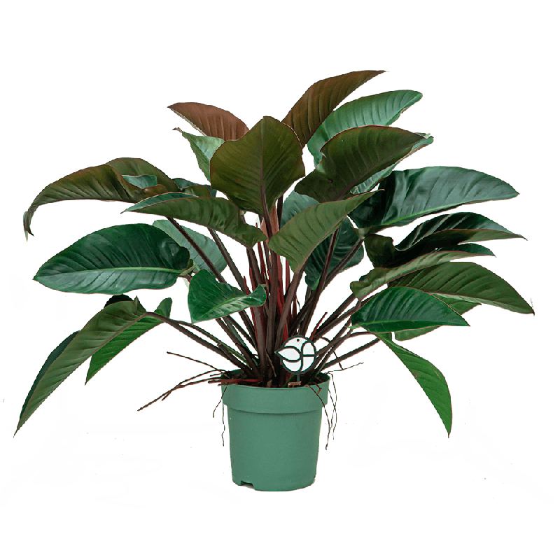 Philodendron Red Beauty eenvoudig en snel online bestellen?