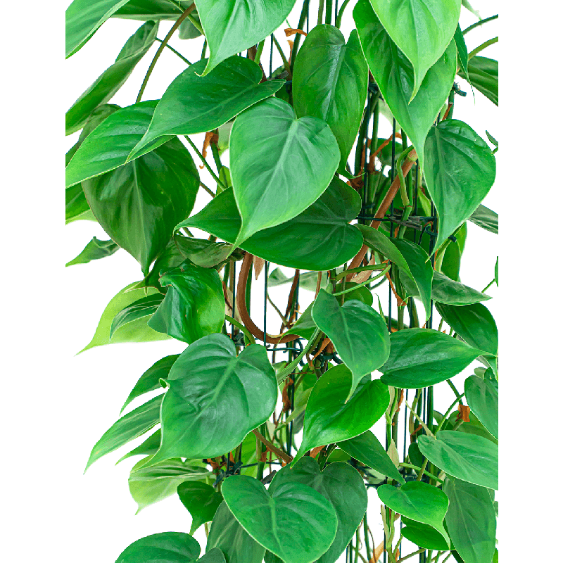 Philodendron scandens draadzuil 