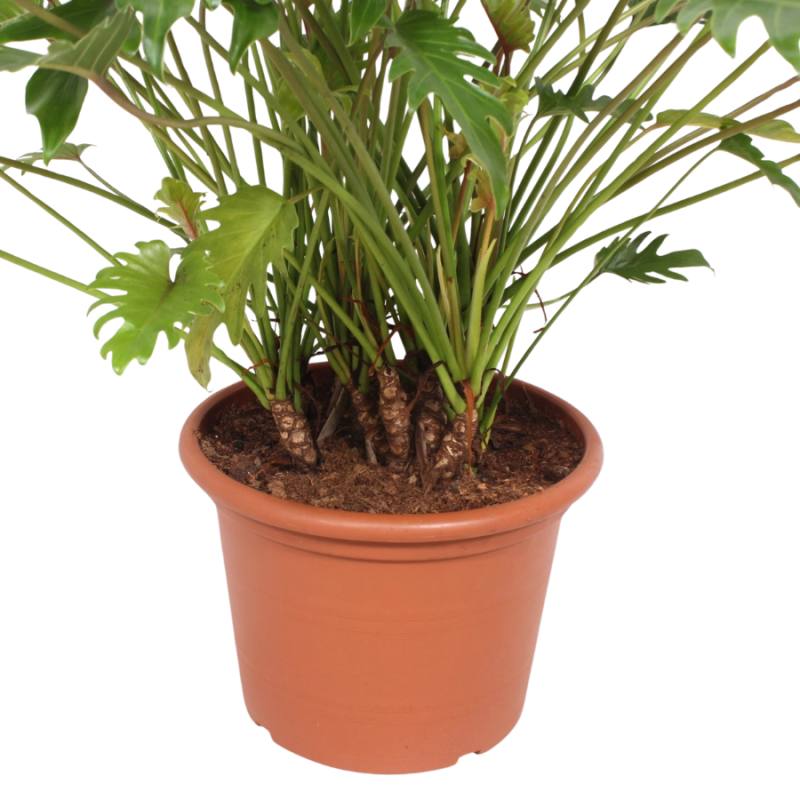 Philodendron Xanadu op stammen