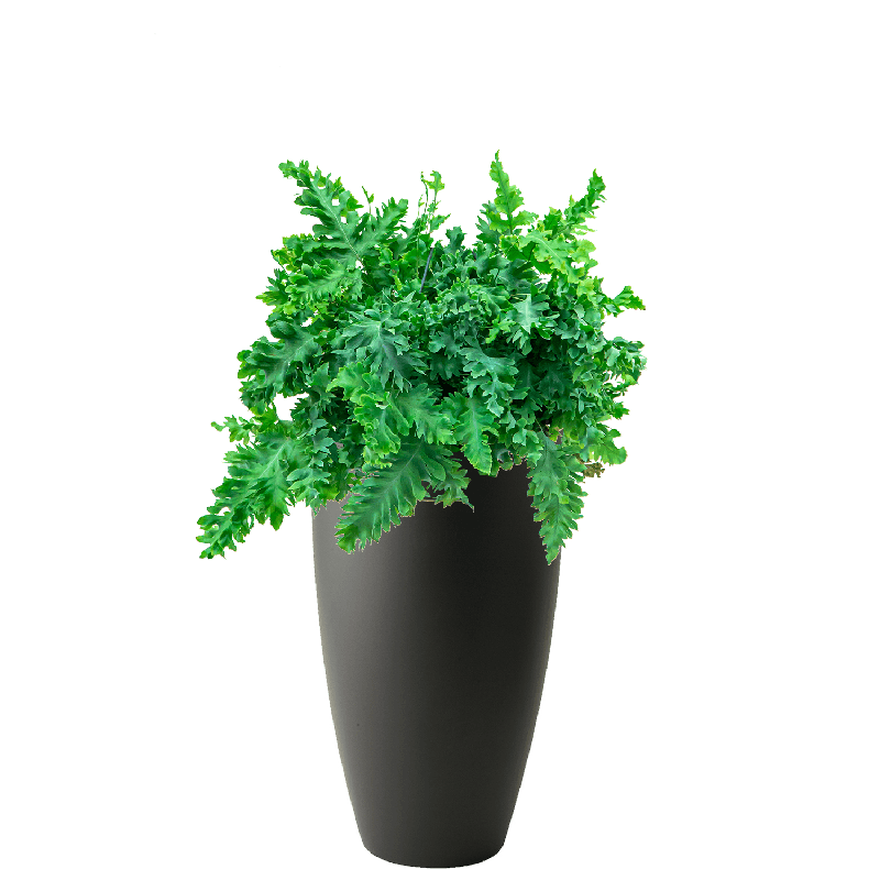 Phlebodium Davana in Pure Soft hoog antraciet