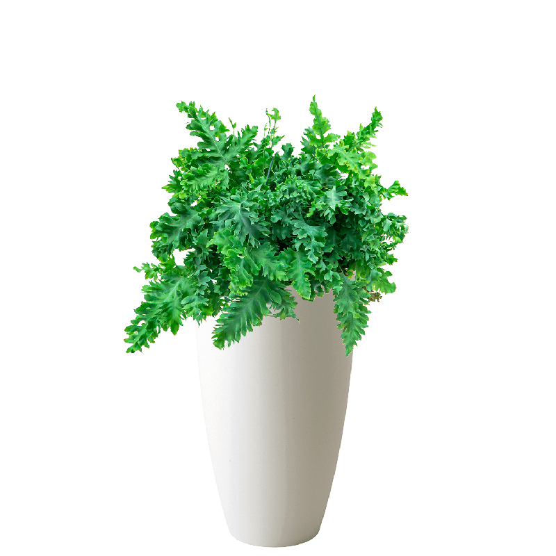 Phlebodium Davana in Pure Soft hoog wit