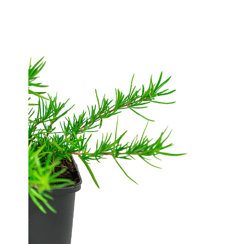 Phlox Emerald Cushion Blue