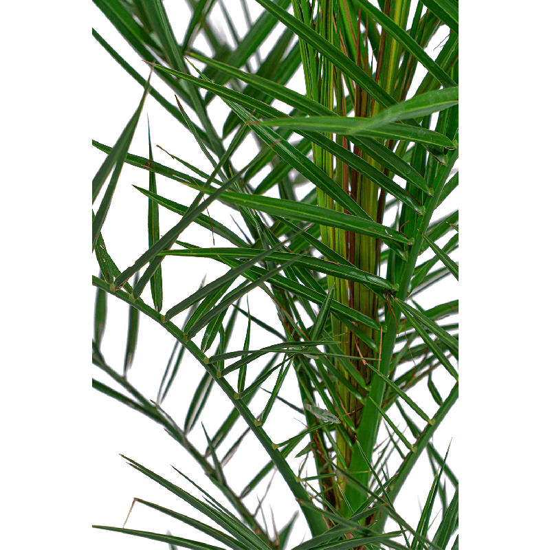 Phoenix canariensis 