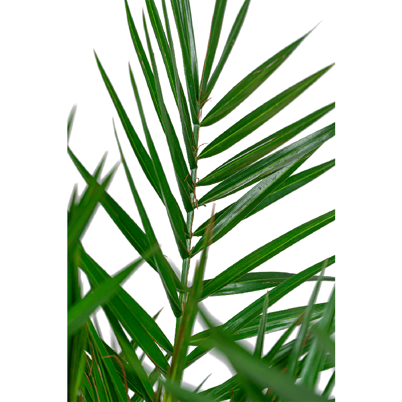 Phoenix canariensis 