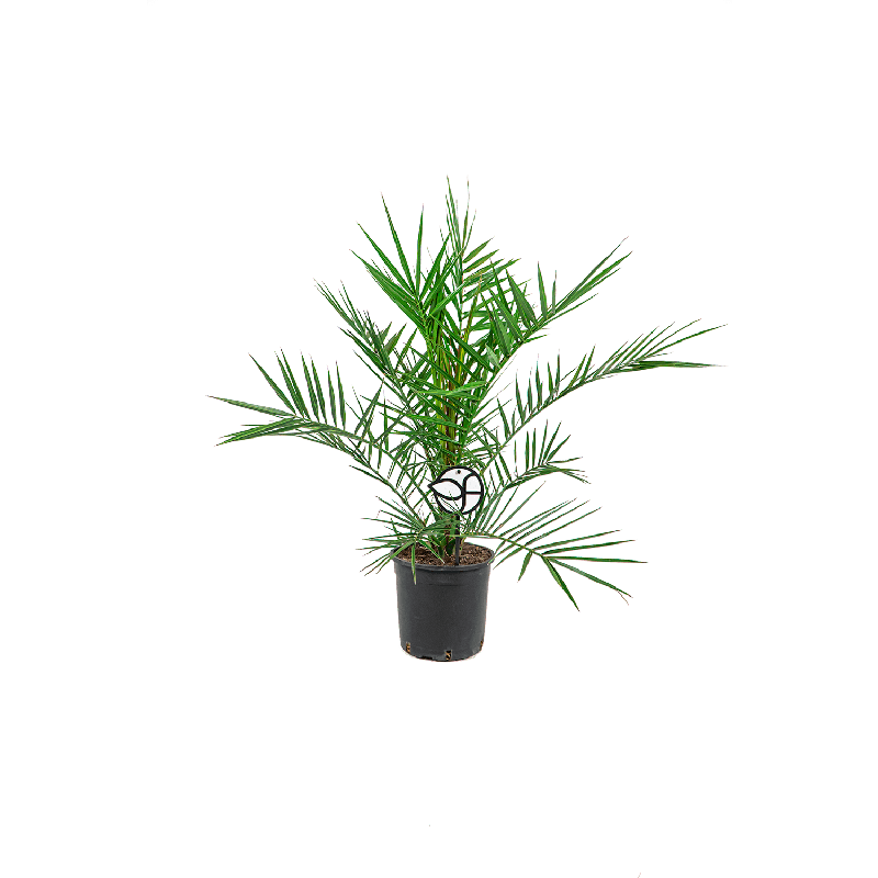Phoenix canariensis 