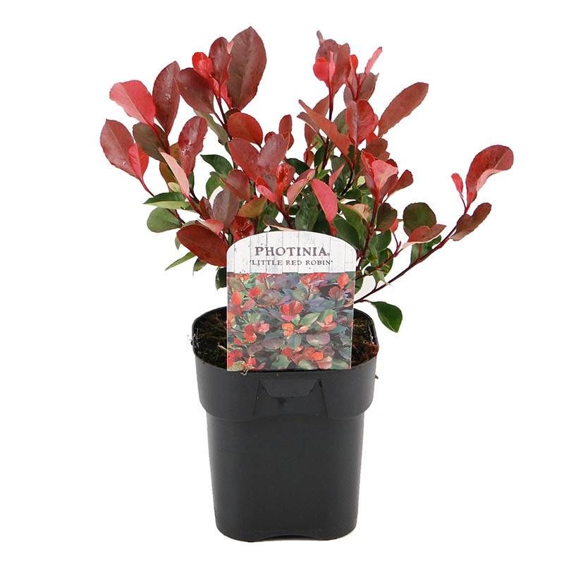 Photinia Little Red Robin