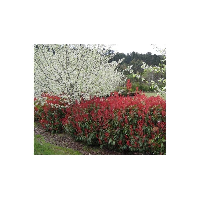 Photinia Little Red Robin