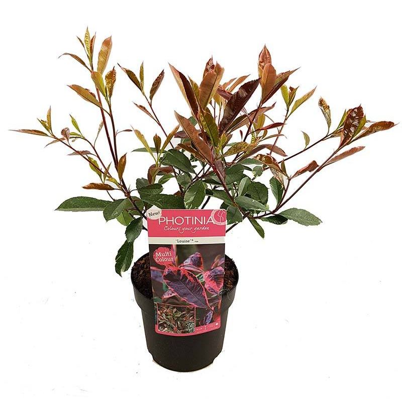 Photinia Louise