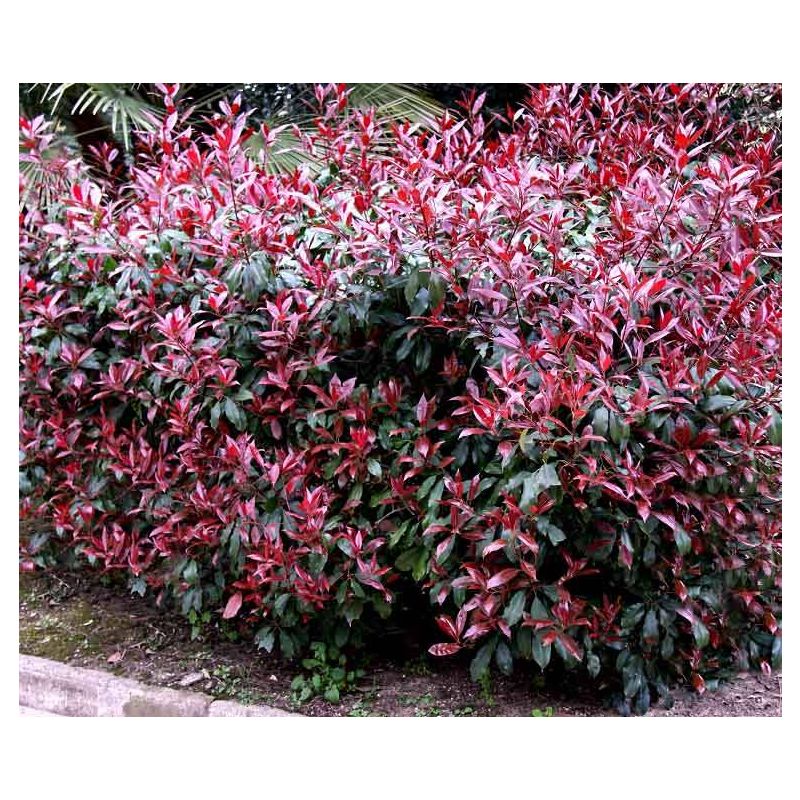 Photinia Pink Marble