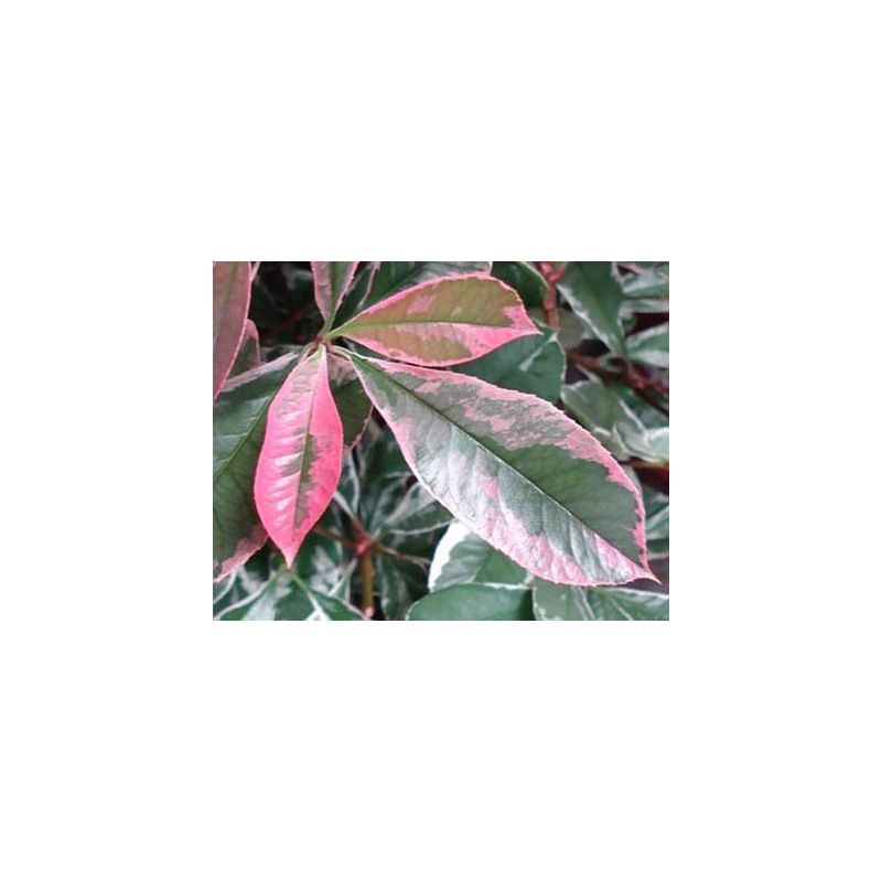 Photinia Pink Marble