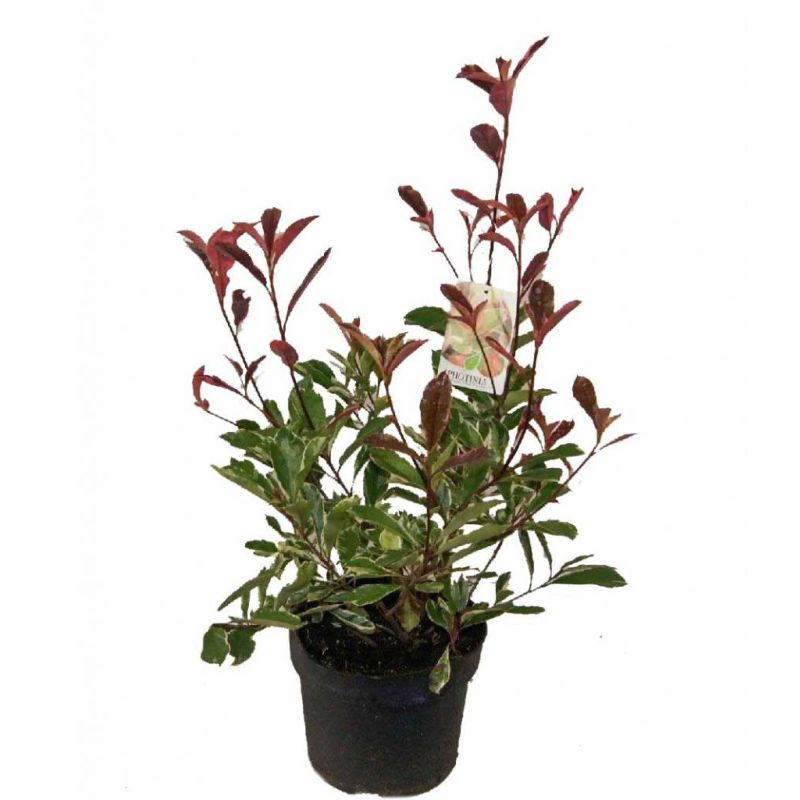 Photinia Pink Marble