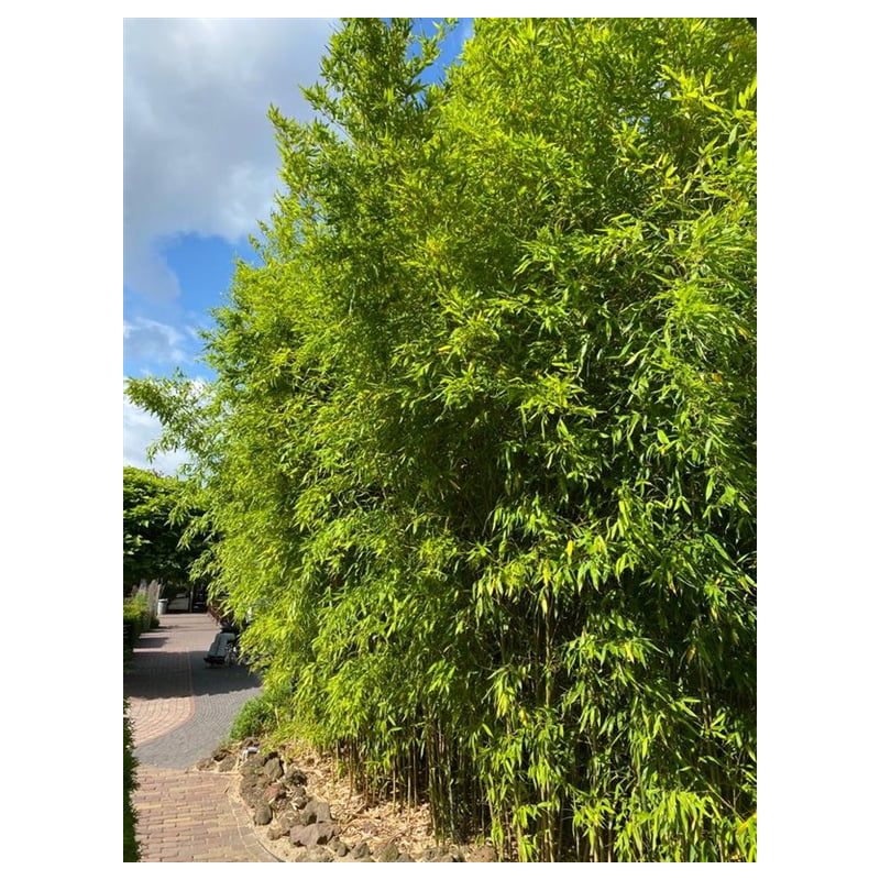 Phyllostachys aurea