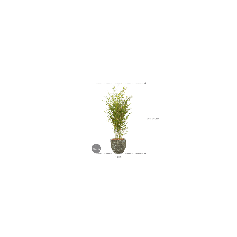 Phyllostachys in Vulcana Couple groen
