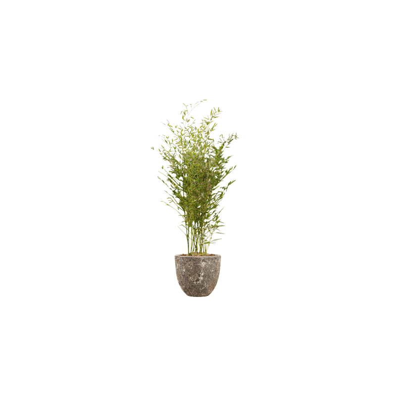 Phyllostachys in Vulcana Couple metal