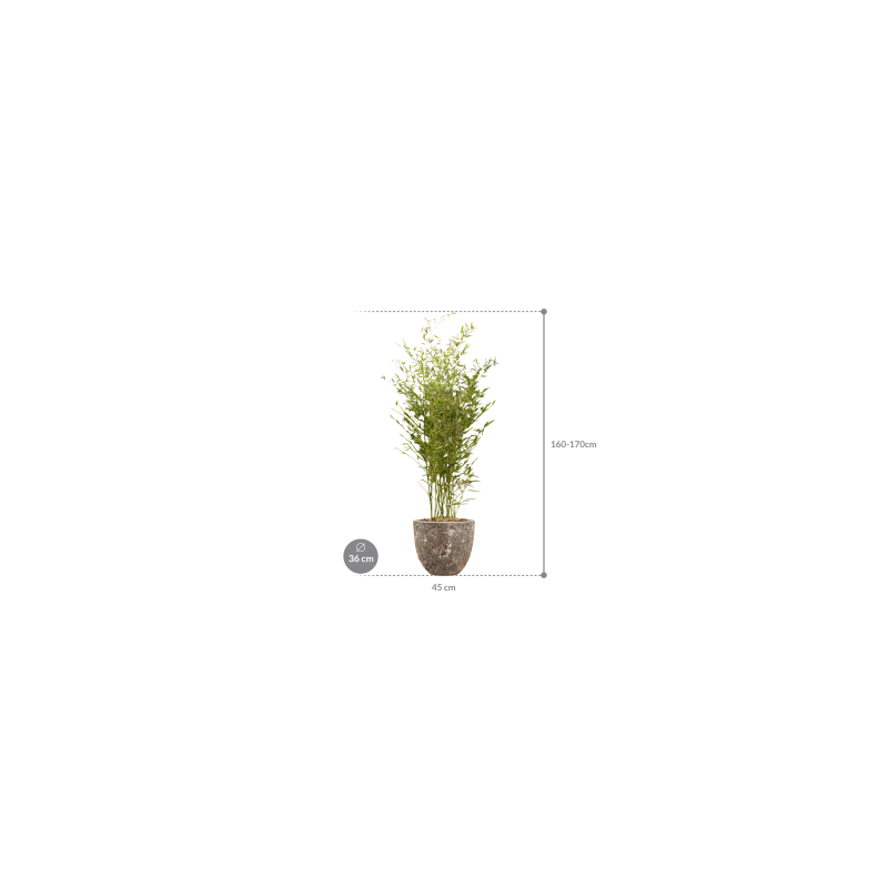 Phyllostachys in Vulcana Couple metal