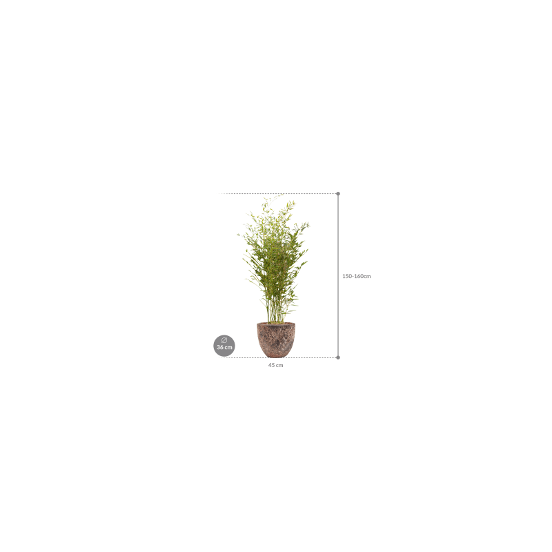 Phyllostachys in Vulcana Couple roze