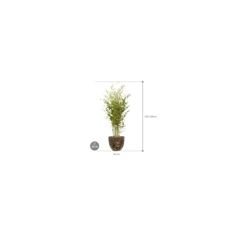Phyllostachys in Vulcana Couple zwart
