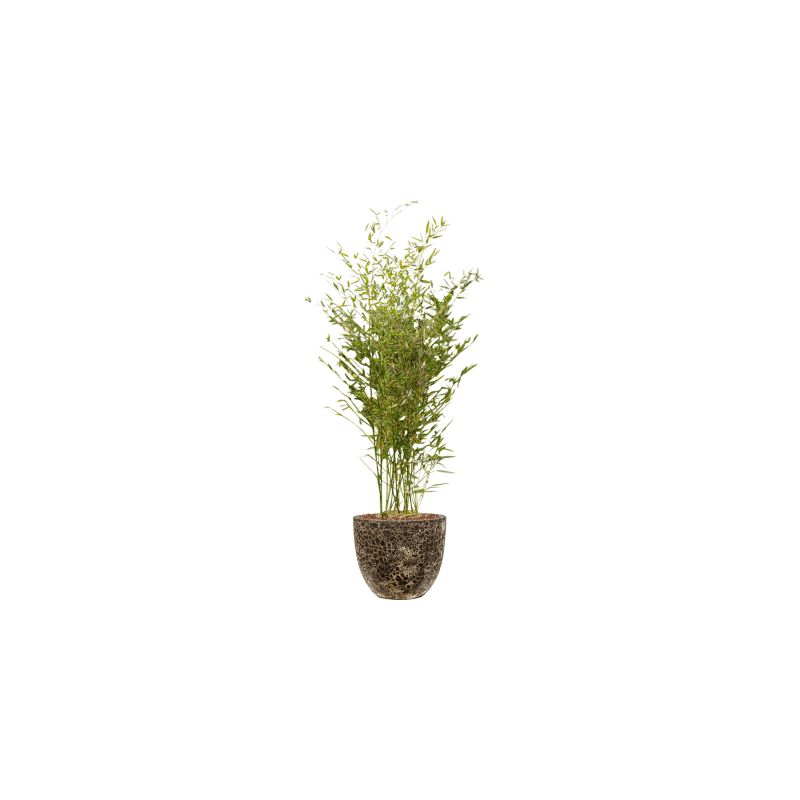 Phyllostachys in Vulcana Couple zwart