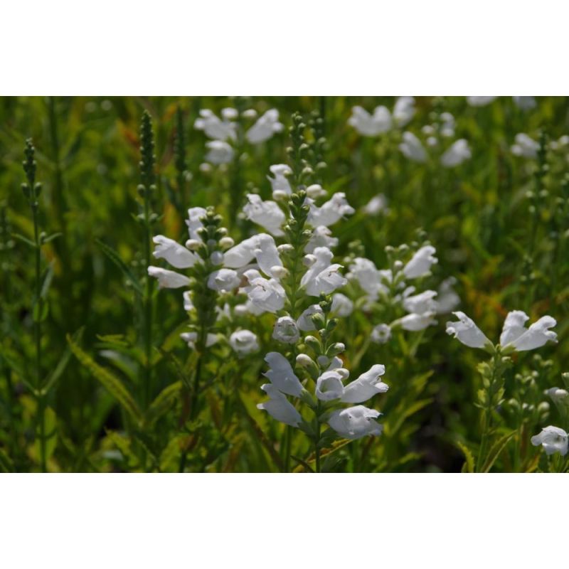 Physostegia Alba