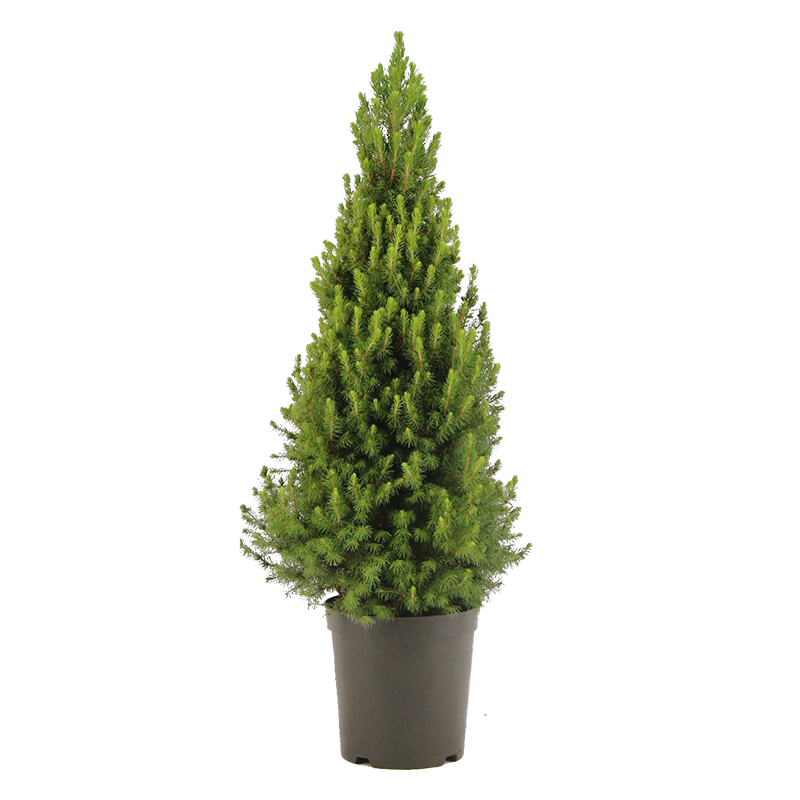Picea Conica