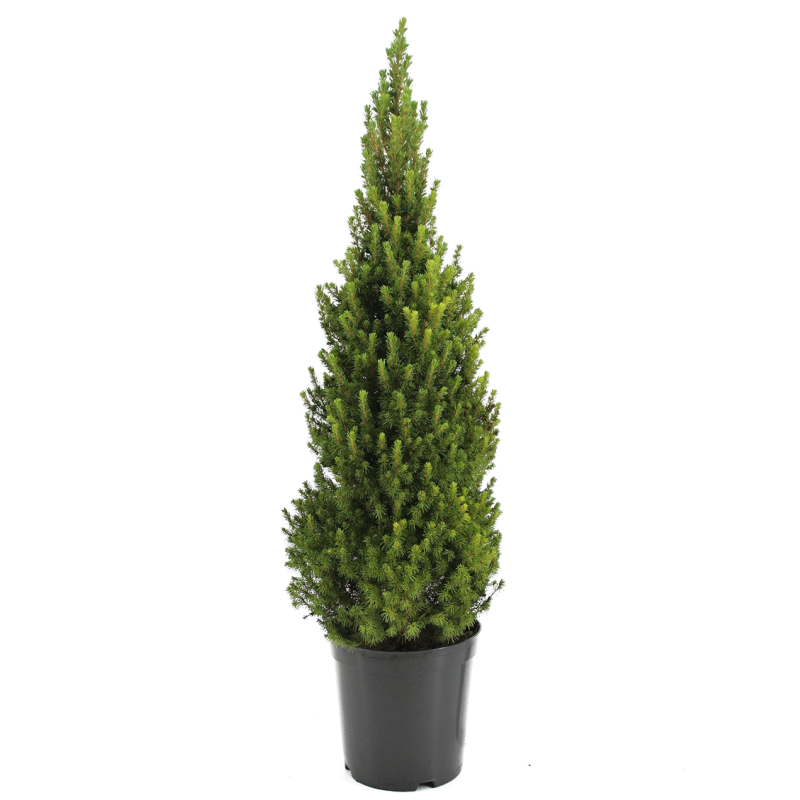 Picea Conica
