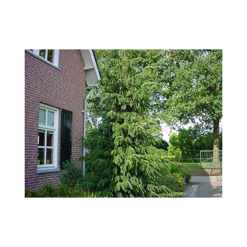 Picea omorika
