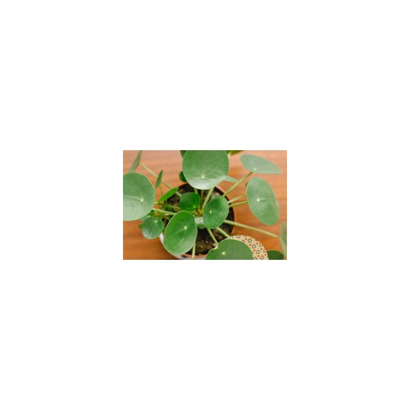 Pilea Peperomioides