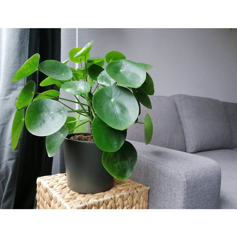 Pilea pannenkoekplant eenvoudig en snel online bestellen?
