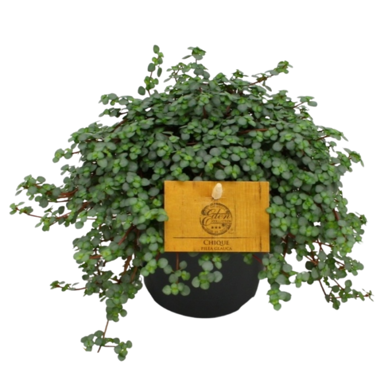 Pilea glauca Greyzy