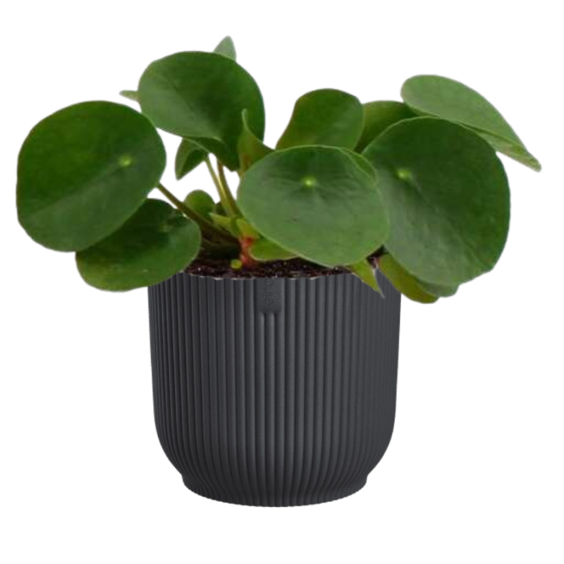 Pilea in Elho Vibes antraciet