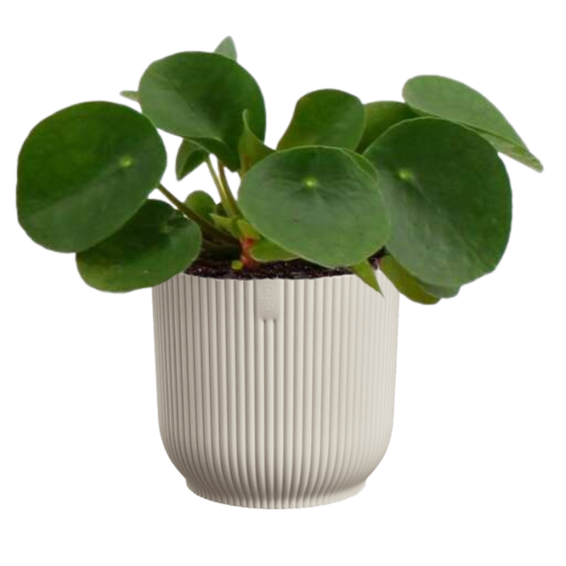 Pilea in Elho Vibes wit