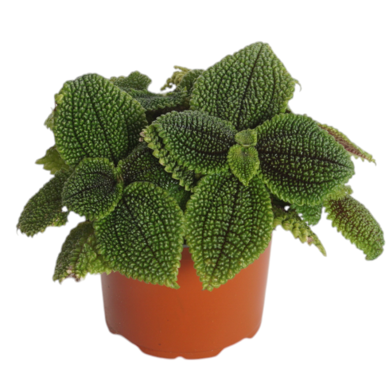 Pilea Moon Valley