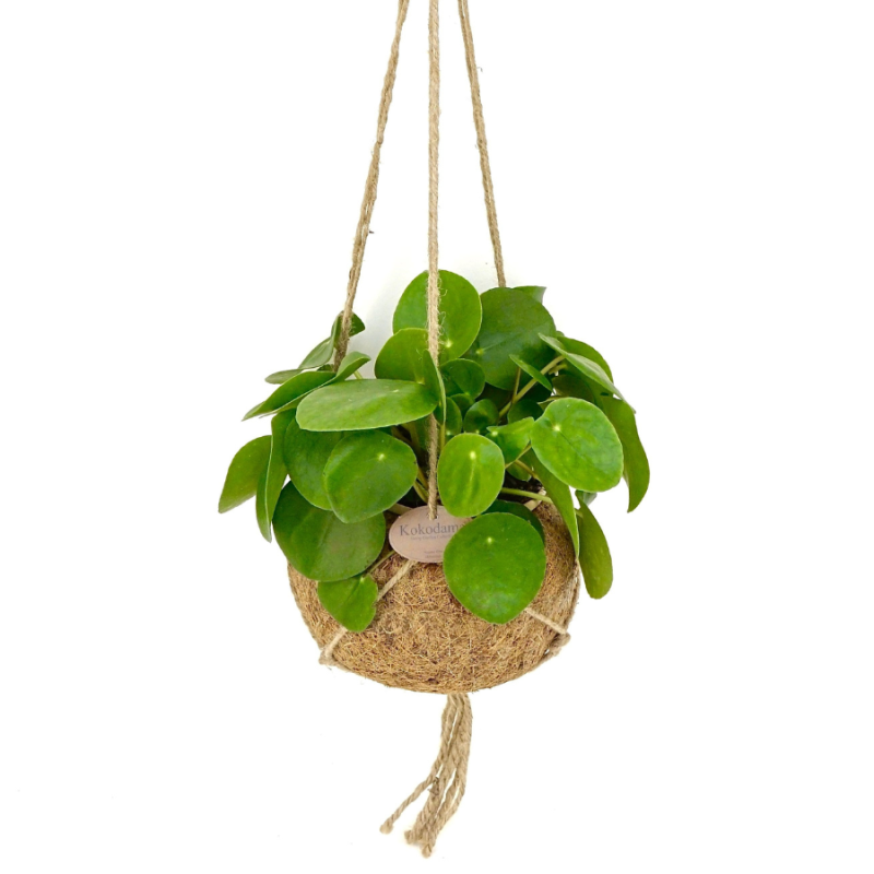 Pilea peperomioides in Kokodama