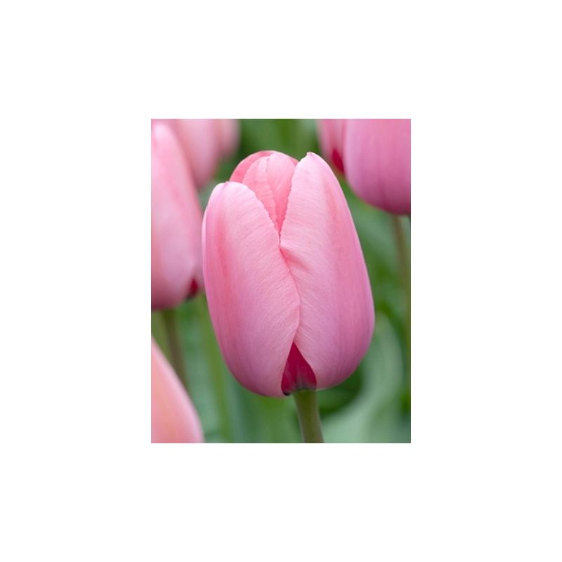 Tulipa Pink Impression - 100 stuks
