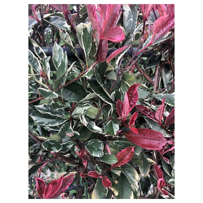 Photinia Pink Marble