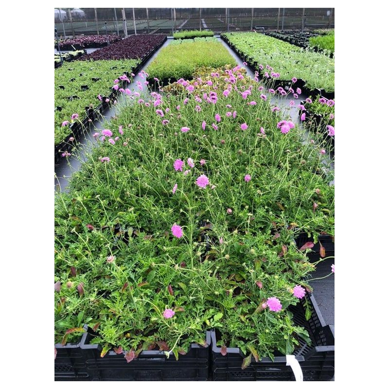 Scabiosa Pink Mist 