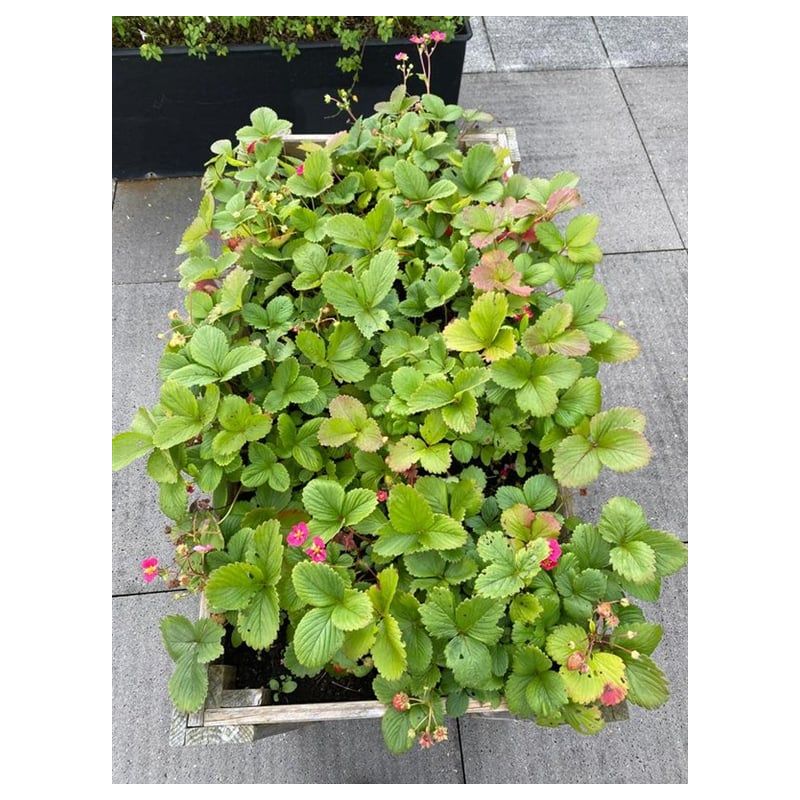 Fragaria Pink Panda