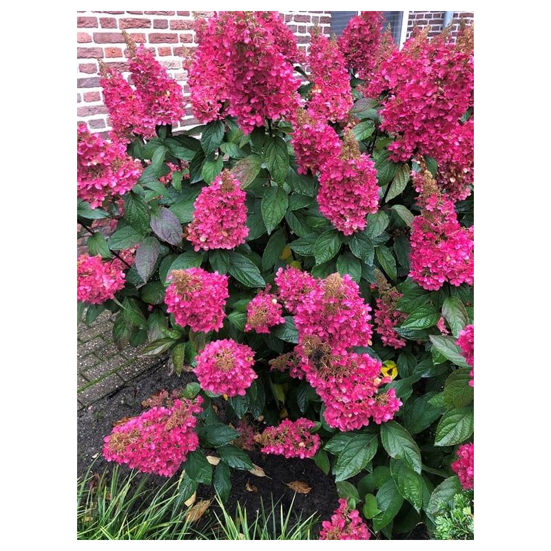 Hydrangea Pinky Winky