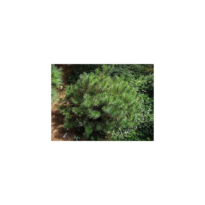 Pinus Mops