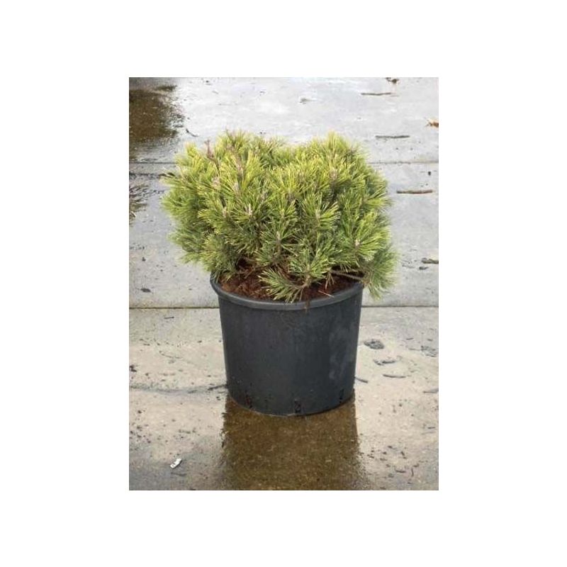Pinus Mops