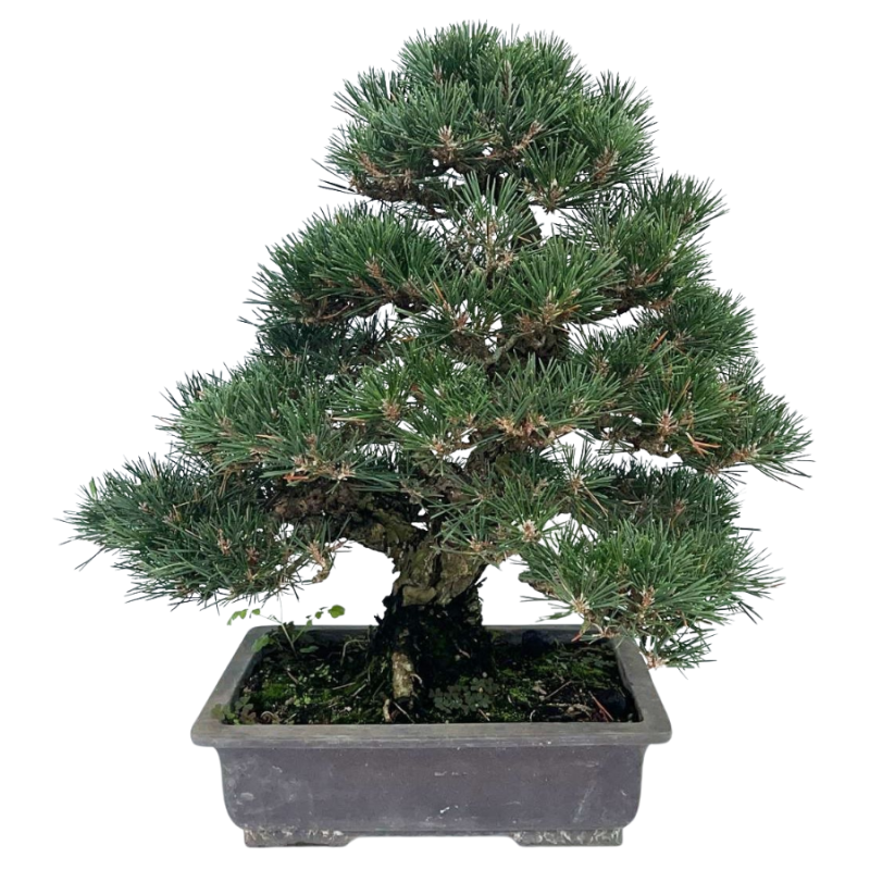 Pinus thunbergii Kotobuki - bonsai